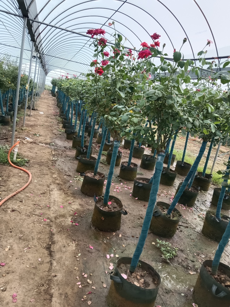 树桩月季花
