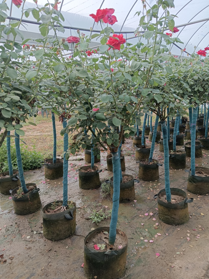 树桩月季花