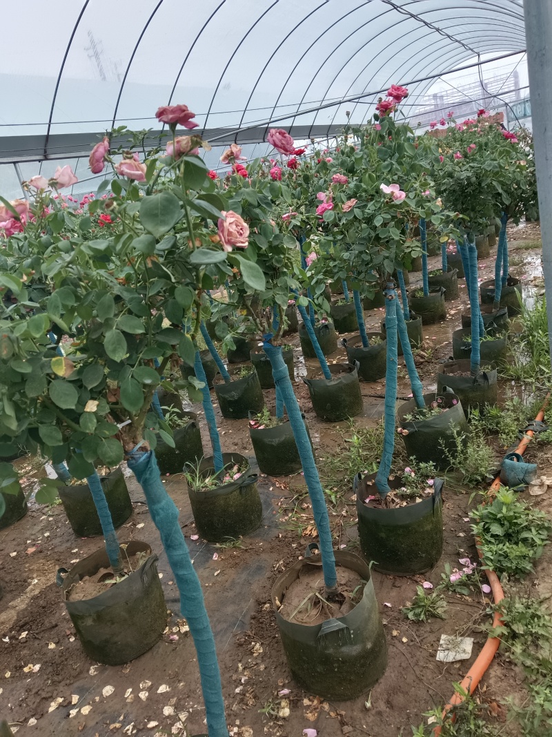 树桩月季花