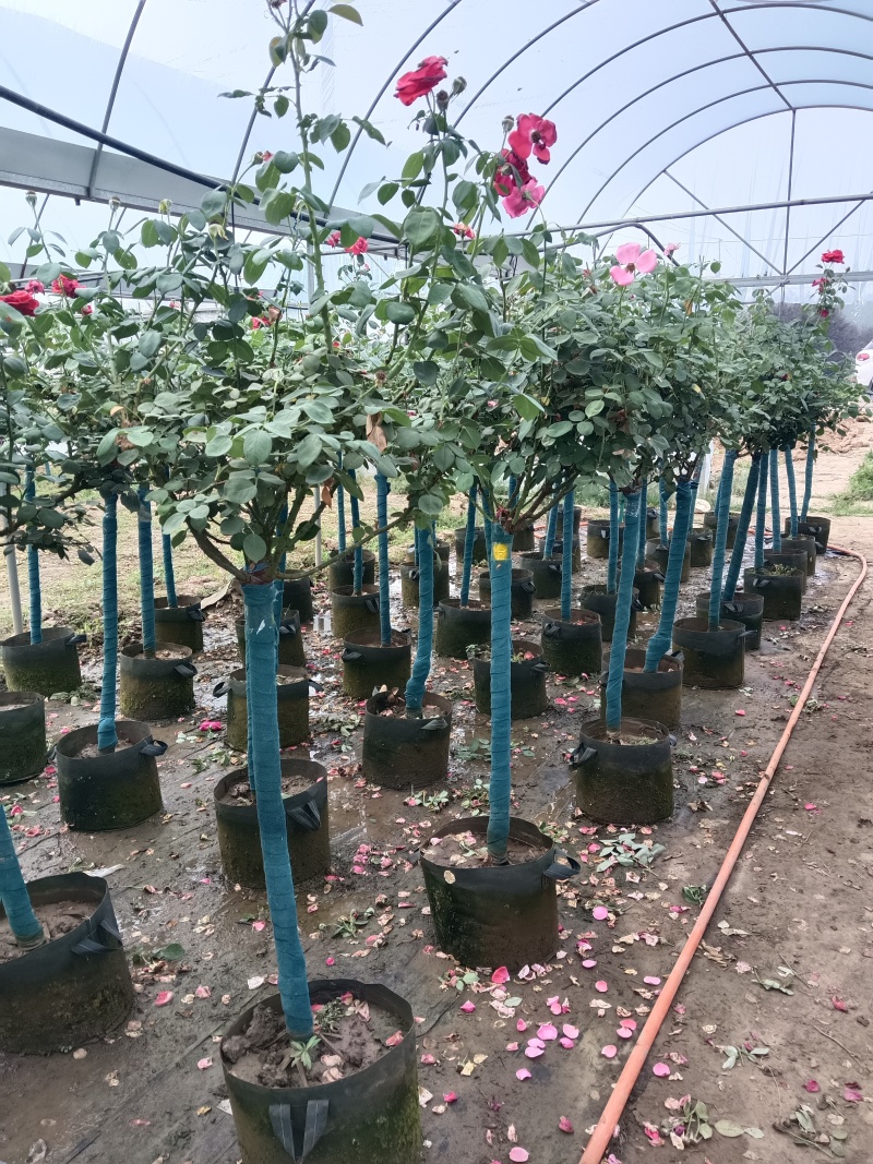 树桩月季花