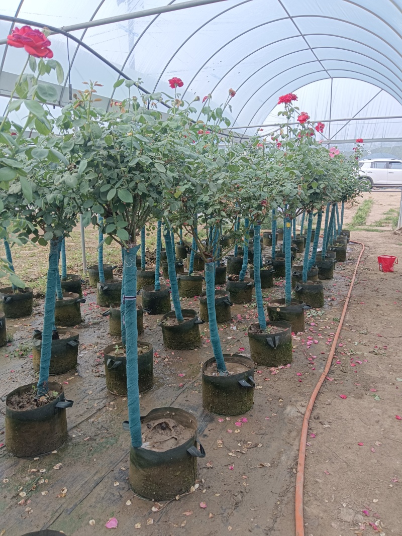 树桩月季花