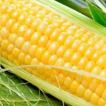 )(推荐)玉米嫩玉米太阳花玉米产地一手货源