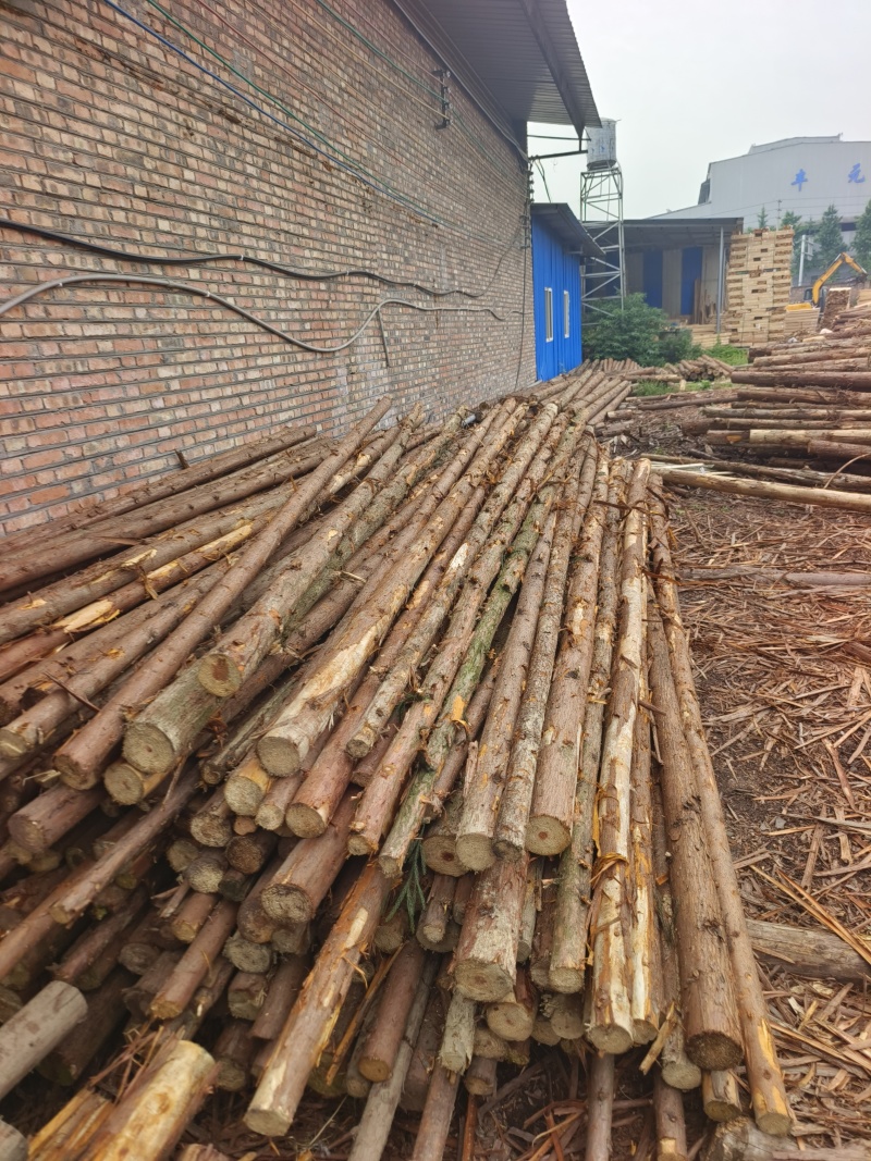 柳杉批发