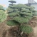 对节白蜡