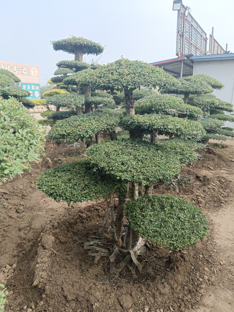 对节白蜡