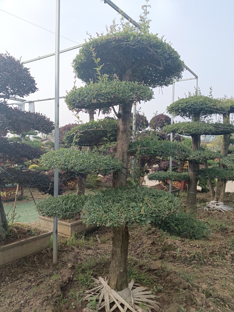 对节白蜡