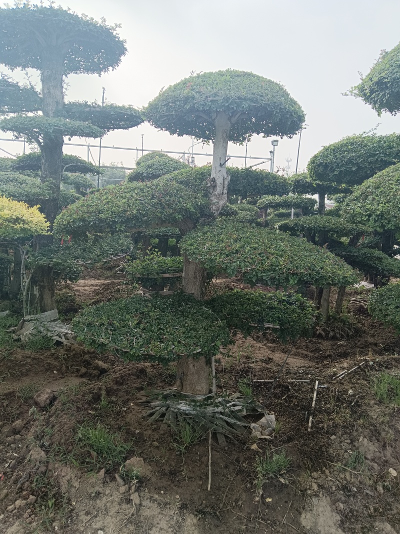 对节白蜡