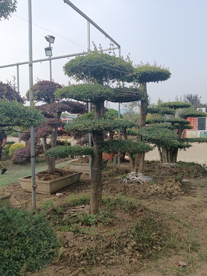 对节白蜡