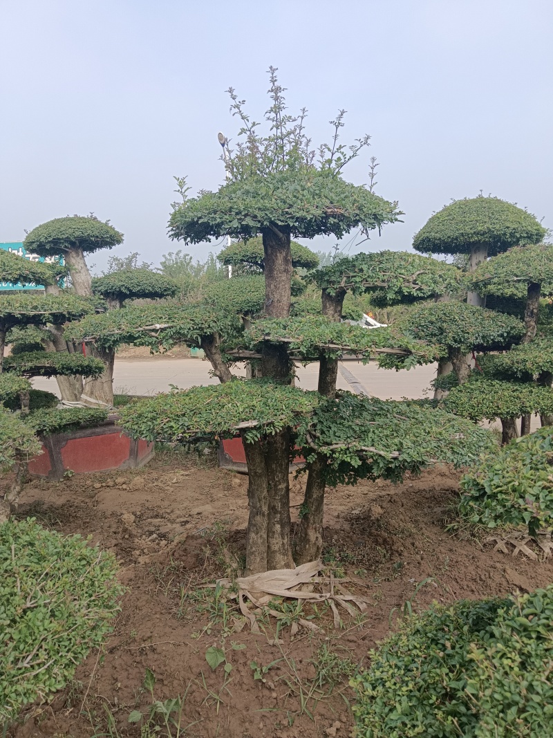 对节白蜡