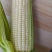 糯玉米甜玉米水果玉米万糯2000玉米