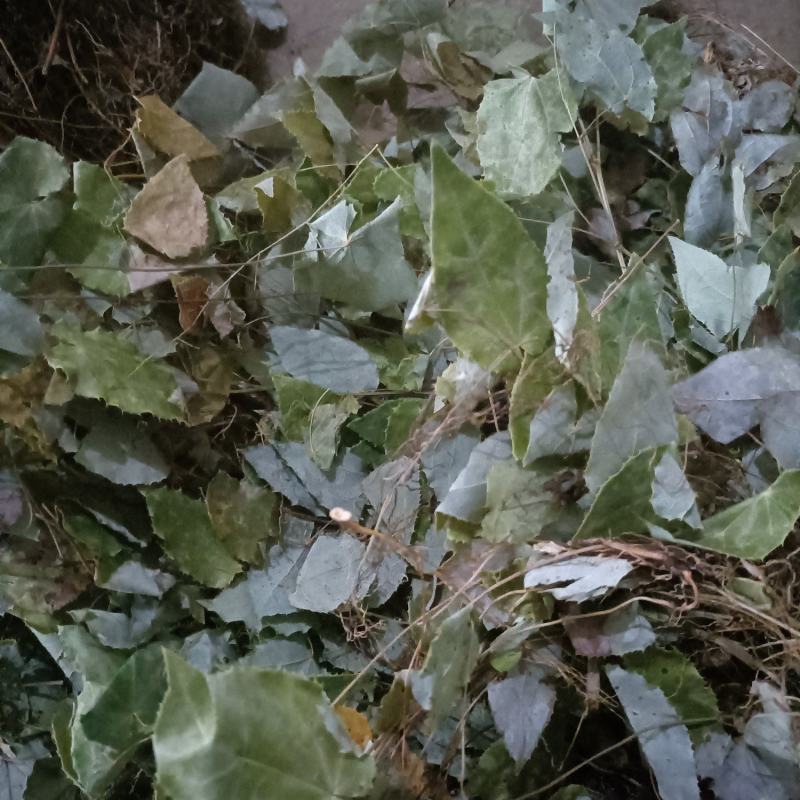 全草无根都有