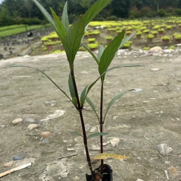 翠芦莉、翠芦莉批发、12杯翠芦莉、15杯翠芦莉