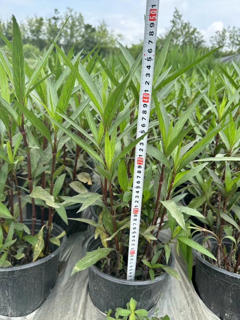 翠芦莉、翠芦莉批发、12杯翠芦莉、15杯翠芦莉