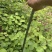 黄栌苗地径0.8公分1公分