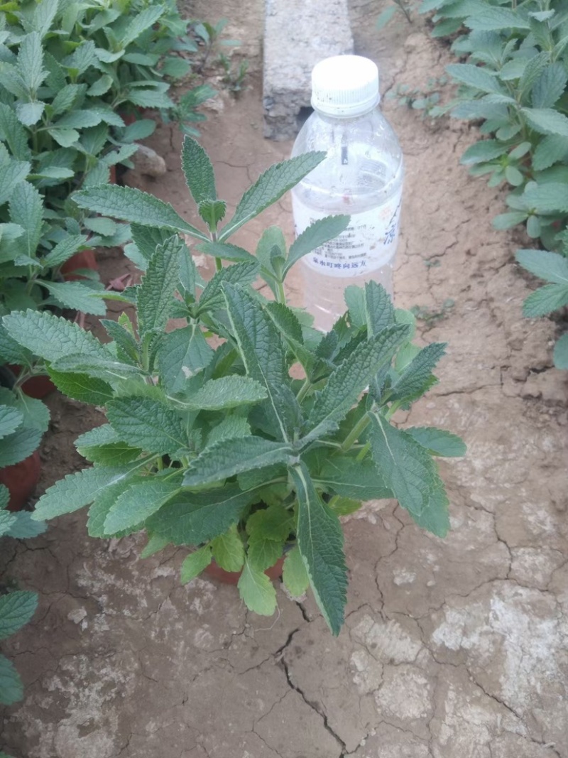 柳叶马鞭草马鞭草苗多年生续根花卉植物用花