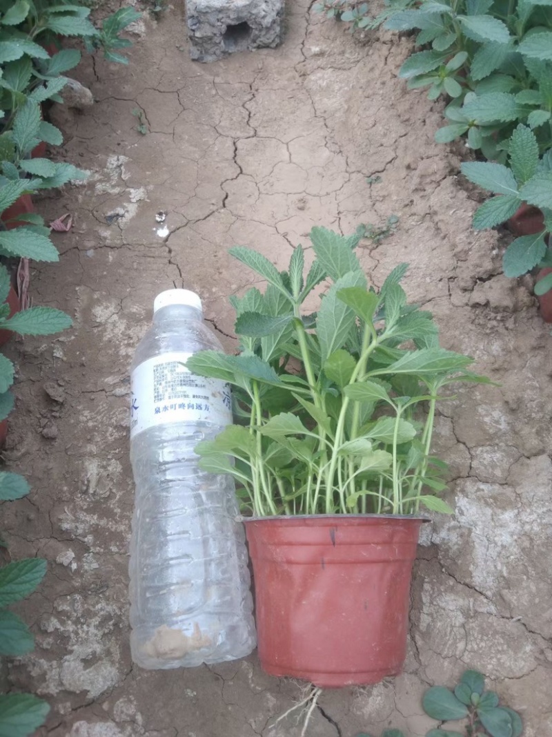 柳叶马鞭草马鞭草苗多年生续根花卉植物用花