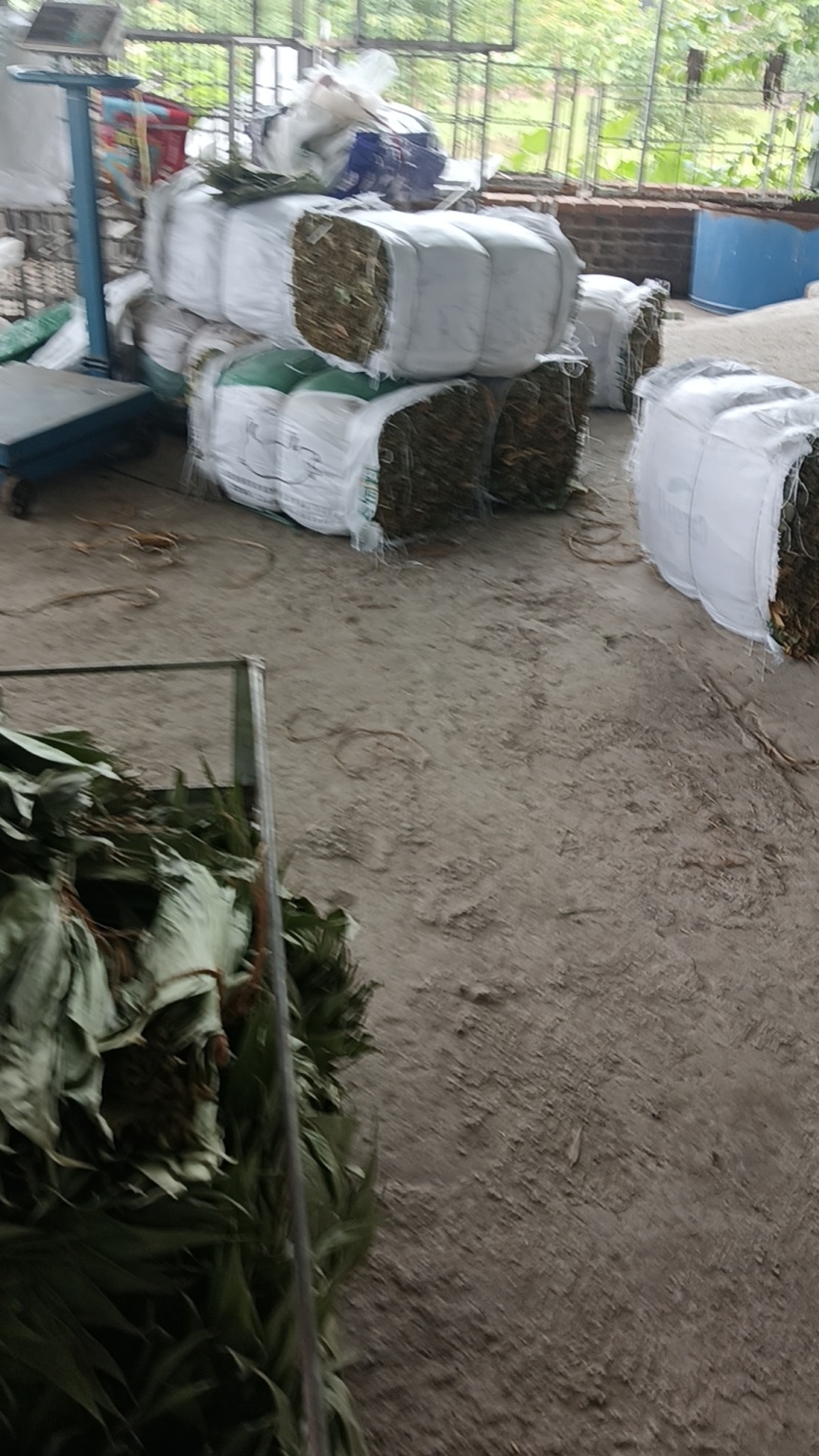 叶芬香干粽叶