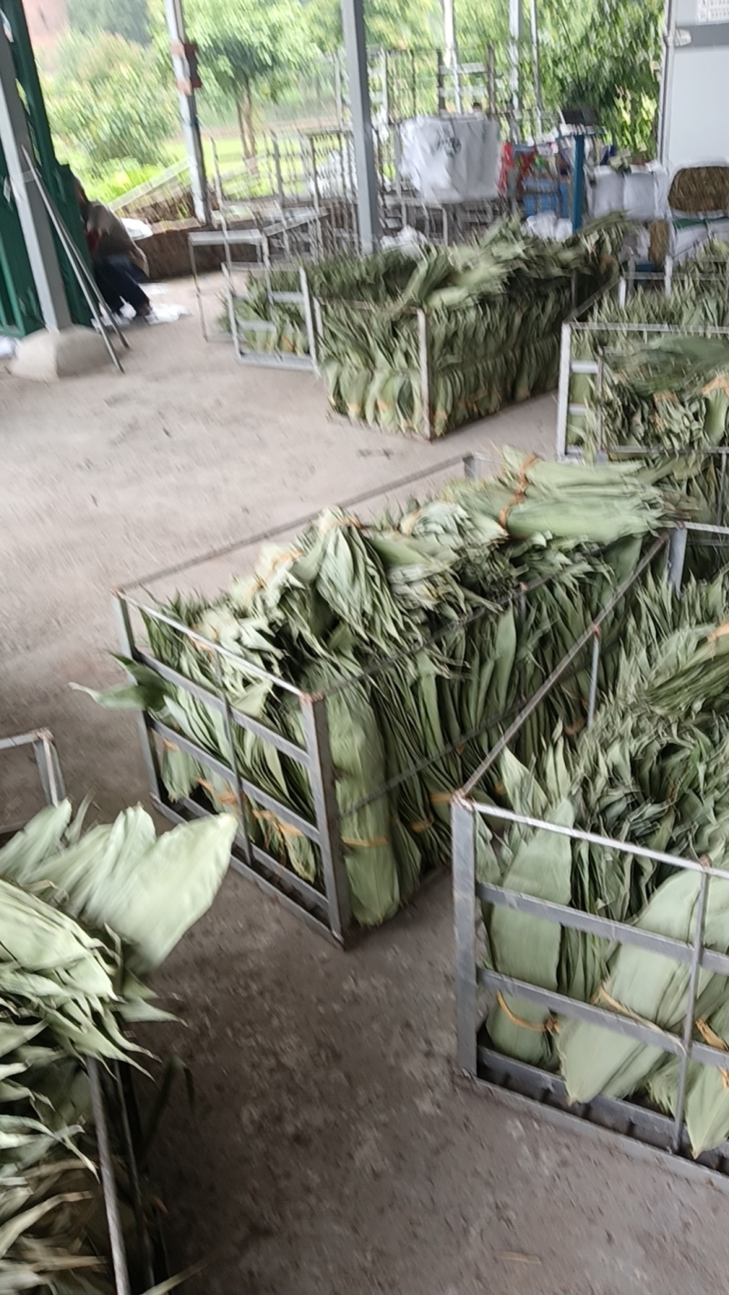 叶芬香干粽叶