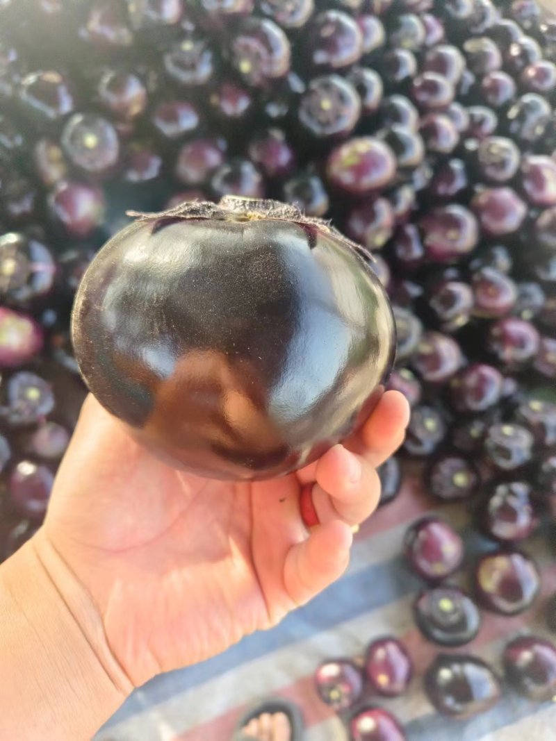 精品茄子河北圆茄货源充足量大从优质量保证欢迎咨询