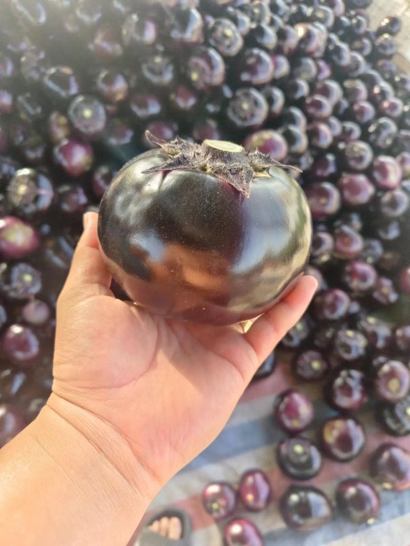 精品茄子河北圆茄货源充足量大从优质量保证欢迎咨询