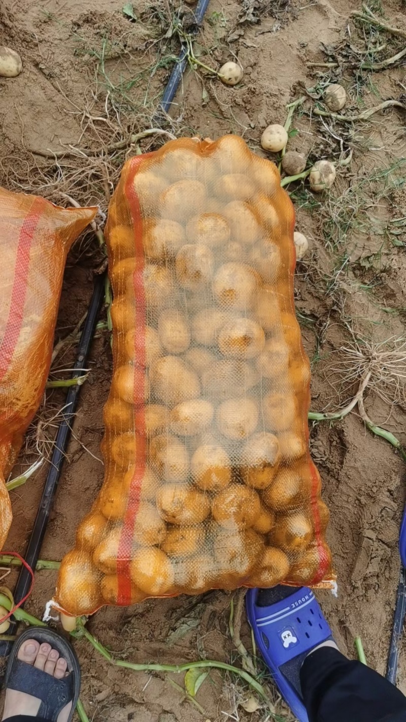 陕西小土豆1两—3两现货供应商超，市场边贸