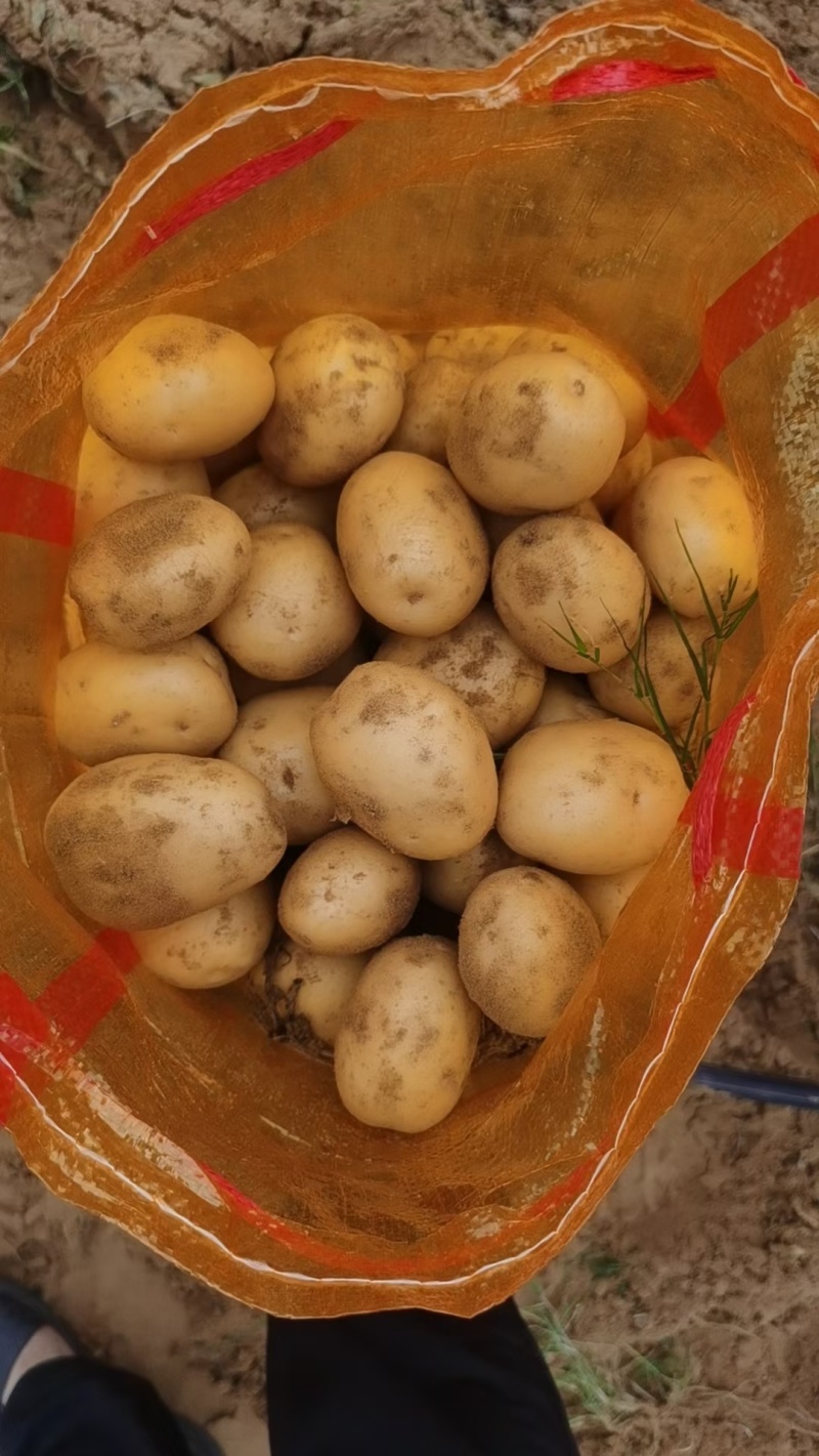 陕西小土豆1两—3两现货供应商超，市场边贸