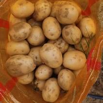 陕西小土豆1两—3两现货供应商超，市场边贸