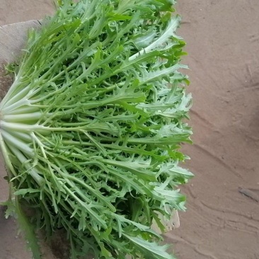 新鲜苦菊，自家种植，新鲜采摘发货，口感鲜美，欢迎来电。