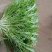 新鲜苦菊，自家种植，新鲜采摘发货，口感鲜美，欢迎来电。