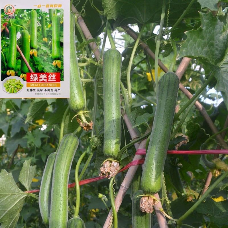 绿美丝瓜种子亮绿早熟高产长32厘米左右不褐变味甜清脆丝