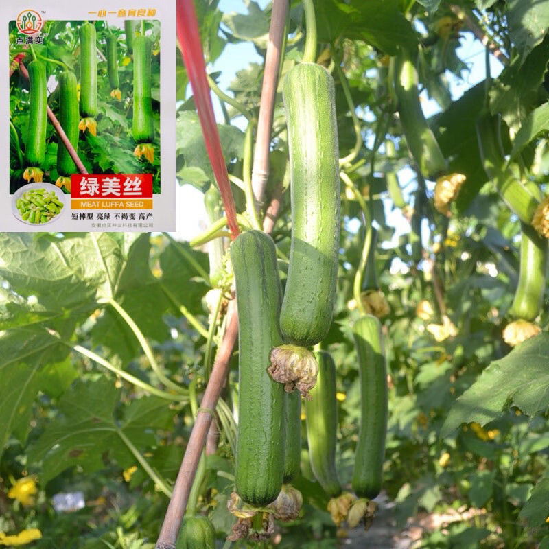绿美丝瓜种子亮绿早熟高产长32厘米左右不褐变味甜清脆丝