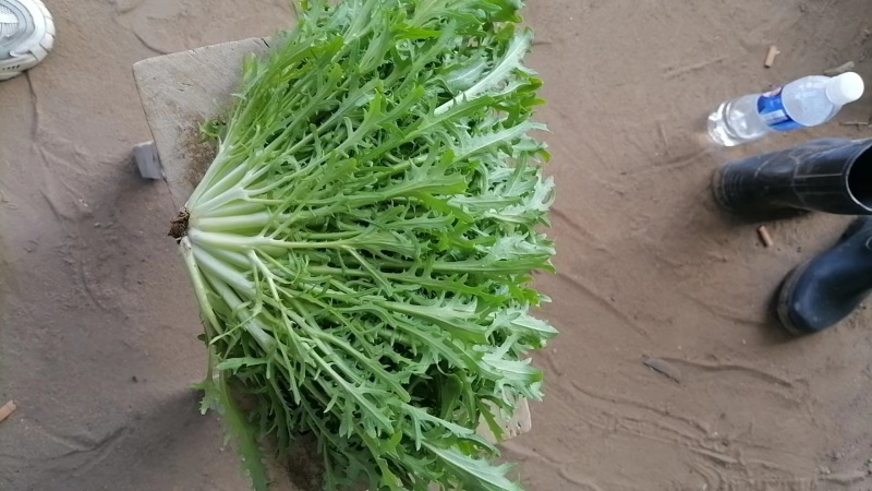 新鲜苦菊，自家种植，新鲜采摘发货，口感鲜美，欢迎来电。