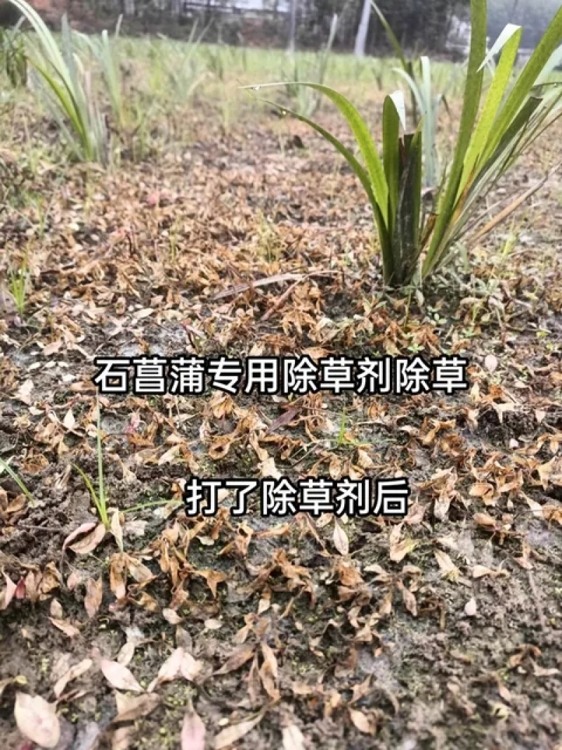 石菖蒲苗后除草剂石菖蒲用除草剂禾阔双除安全不伤苗可全田