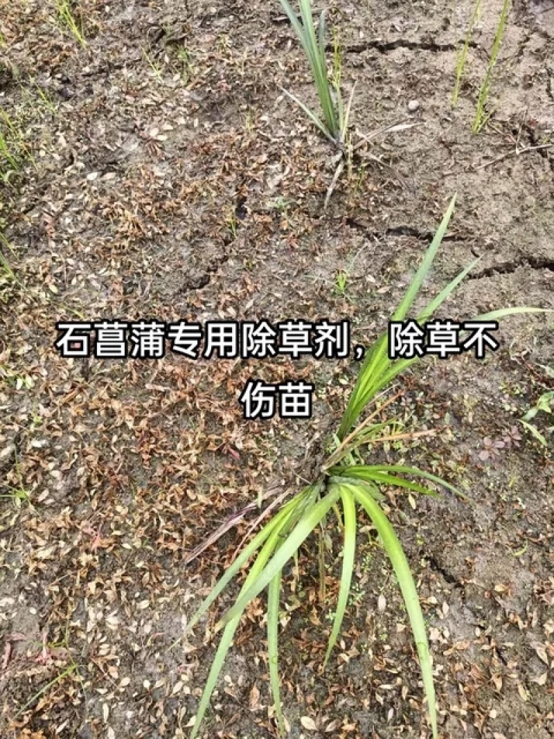 石菖蒲苗后除草剂石菖蒲用除草剂禾阔双除安全不伤苗可全田