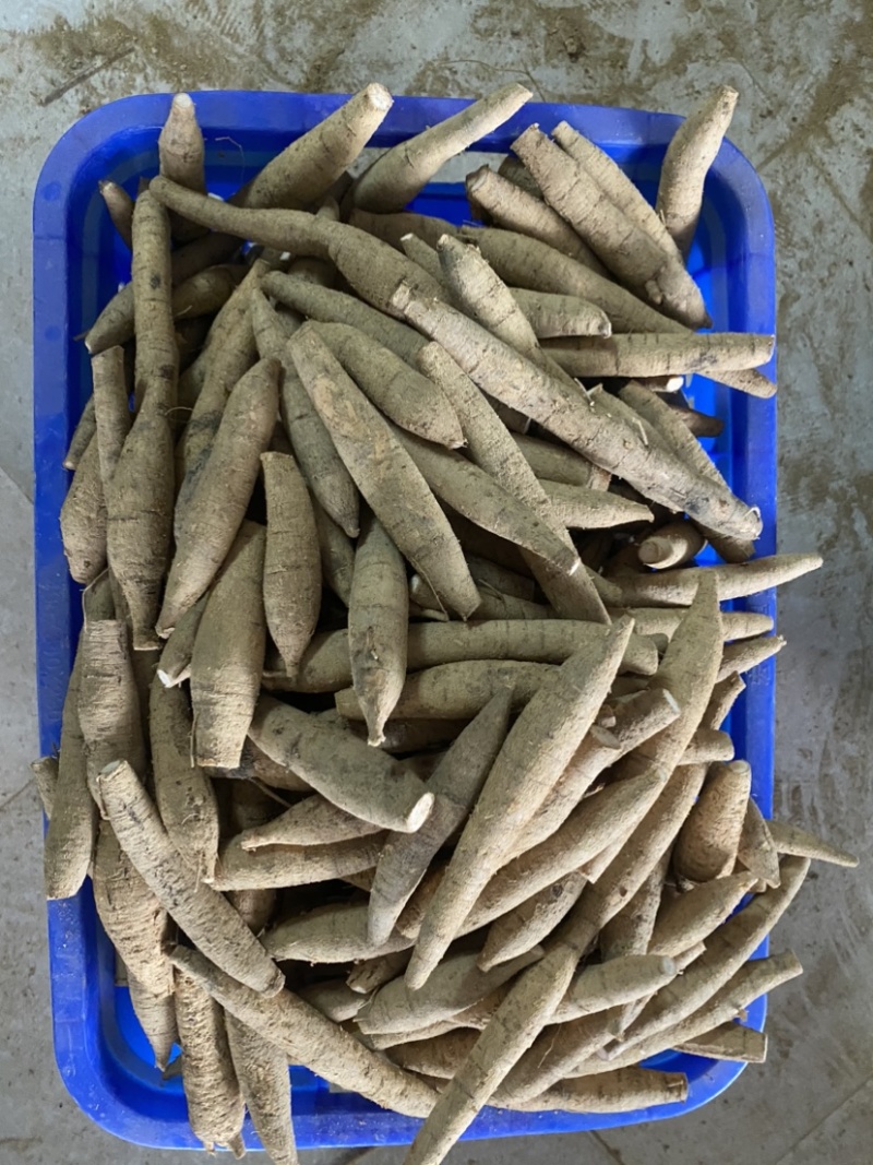 牛大力薯鲜货批发粉质新鲜薯种植中大叶品种长期供应