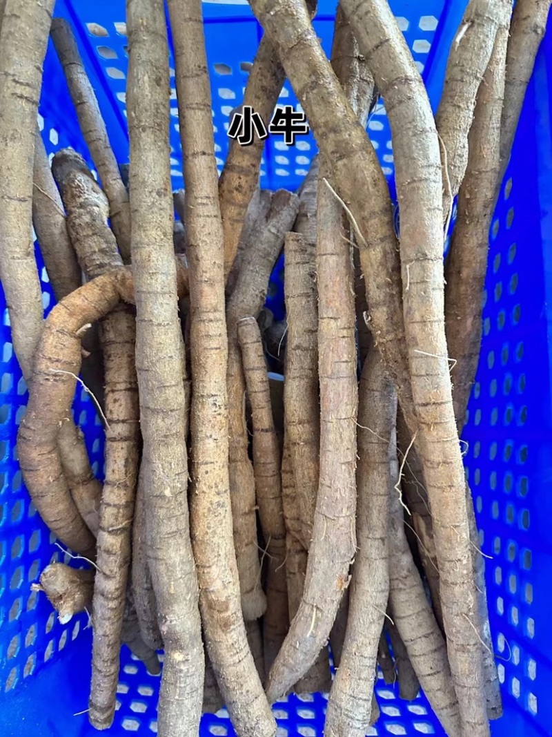 牛大力薯鲜货批发粉质新鲜薯种植中大叶品种长期供应