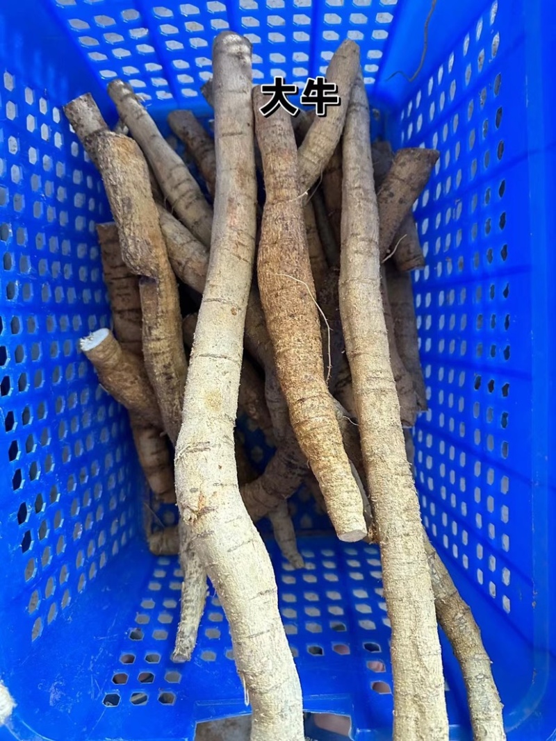 牛大力薯鲜货批发粉质新鲜薯种植中大叶品种长期供应