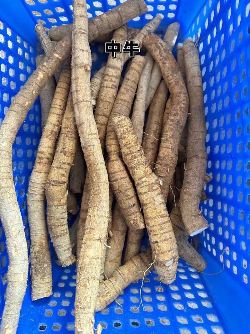 牛大力薯鲜货批发粉质新鲜薯种植中大叶品种长期供应