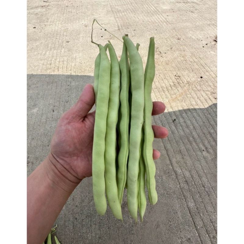 泰好红花白荚四季豆种子中早熟耐热高产芸豆架豆种籽大田基地