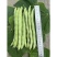 泰好红花白荚四季豆种子中早熟耐热高产芸豆架豆种籽大田基地