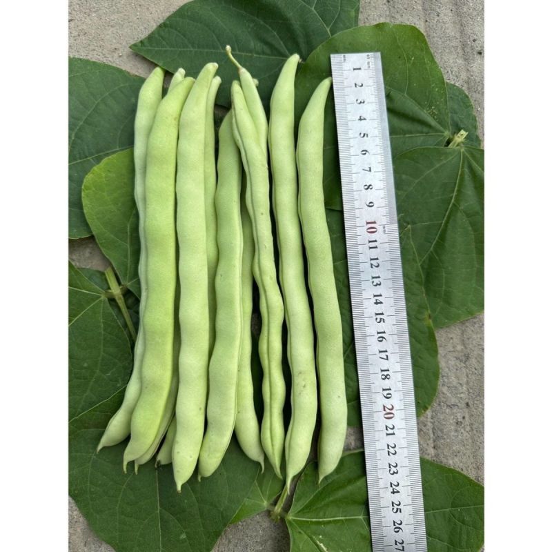 泰好红花白荚四季豆种子中早熟耐热高产芸豆架豆种籽大田基地