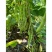 泰好红花白荚四季豆种子中早熟耐热高产芸豆架豆种籽大田基地