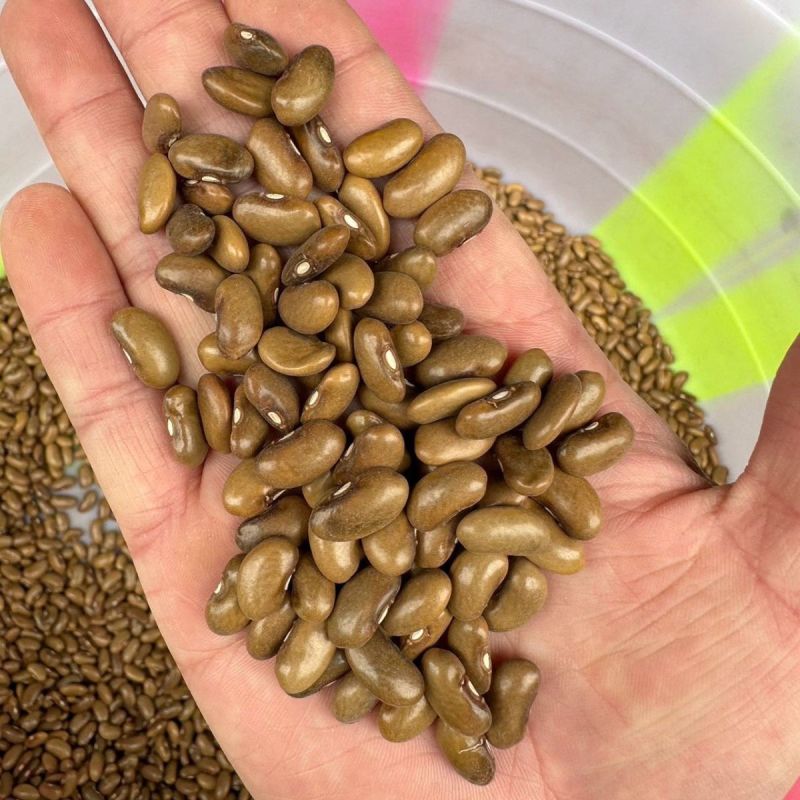 泰好红花白荚四季豆种子中早熟耐热高产芸豆架豆种籽大田基地
