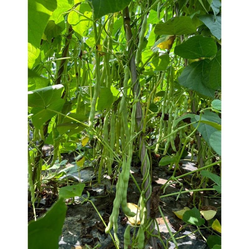 泰好红花白荚四季豆种子中早熟耐热高产芸豆架豆种籽大田基地