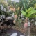 攀枝花凯特芒果口感香甜昼夜温差极大阳光照长