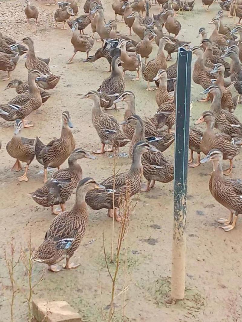 蓝边飞天绿头鸭，江西吉安大量供应基地直发，量大从优，验货