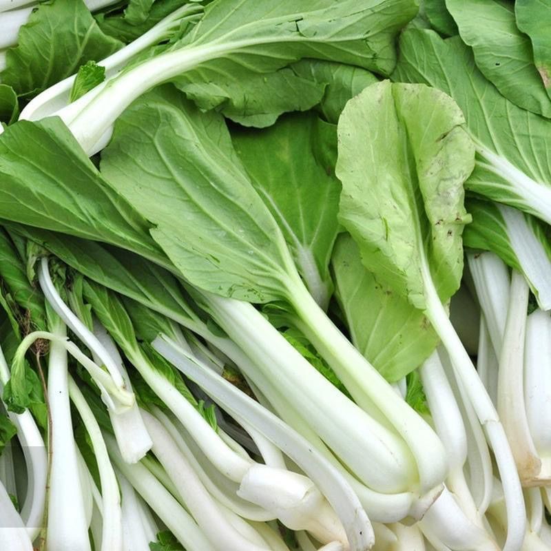 热点23早熟小白菜种子口感甜脆软糯香甜高产速生白梗小白菜