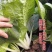 热点23早熟小白菜种子口感甜脆软糯香甜高产速生白梗小白菜