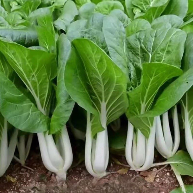 热点23早熟小白菜种子口感甜脆软糯香甜高产速生白梗小白菜
