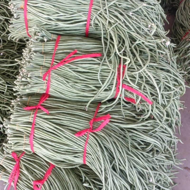 河南冷棚长豆角大量上市可供各大档口超市市场电商